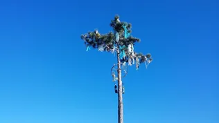 Májusfa kitáncolás borítóképe