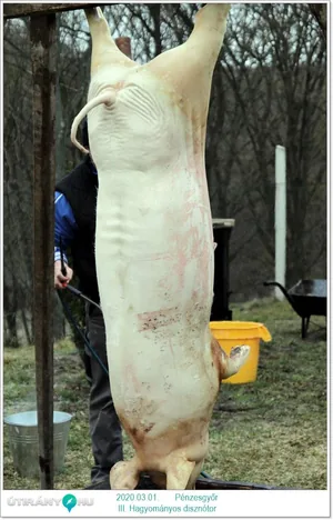 III. Hagyományos disznótor / Képek: Útirány.hu