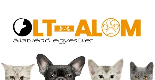 'ADOMÁNYGYŰJTÉS' cikk borítóképe