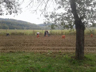 Hozzájárulás a konyhákhoz burgonyával! borítóképe