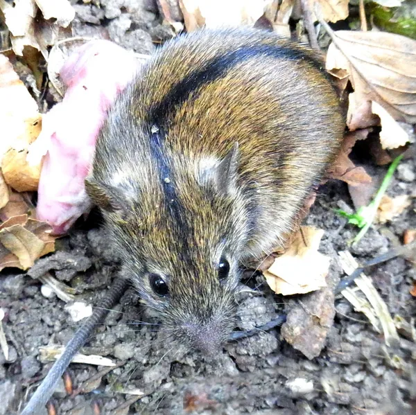 A csíkos szöcskeegér a hátán végigfutó fekete sávról beazonosítható. Európa keleti és Ázsia nyugati részén él, Magyarországon ritka és fokozottan védett, eszmei értéke 1 millió forint.
