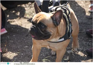 Falunap 2020, Fotó: Útirány.hu