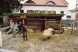 Bakonybéli Betlehem borítóképe