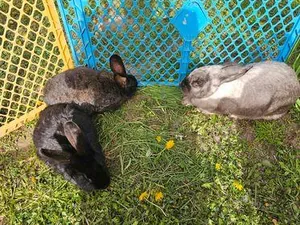 Képek az eseményről, Fotók: Önkormányzat