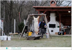 III. Hagyományos disznótor / Képek: Útirány.hu