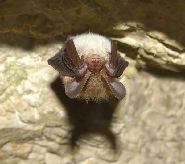 A nagyfülű denevér természetes élőhelye Közép-Európa, Magyarország hegyvidékeiben szórványosan fordul elő, fokozottan védett, az eszmei értéke 100 ezer forint.