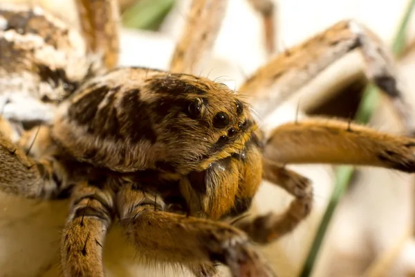 Magyarország madárpókjának is nevezik a szongáriai cselőpókot, mely a legnagyobb termetű pókfaj nálunk, főleg az alföldi szikes, homokos pusztákon jellemző. Csípése fájdalmas, de ha nem zavarod meg, nem fog megmarni. Védett, eszmei értéke 5 ezer forint.