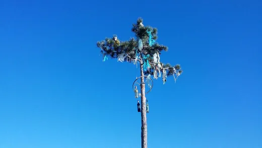 'Májusfa kitáncolás' cikk borítóképe