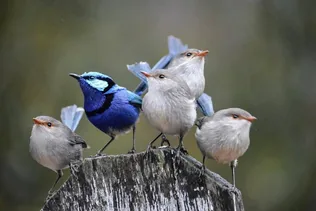 Miről énekelnek a madarak? Miket mondanak? borítóképe