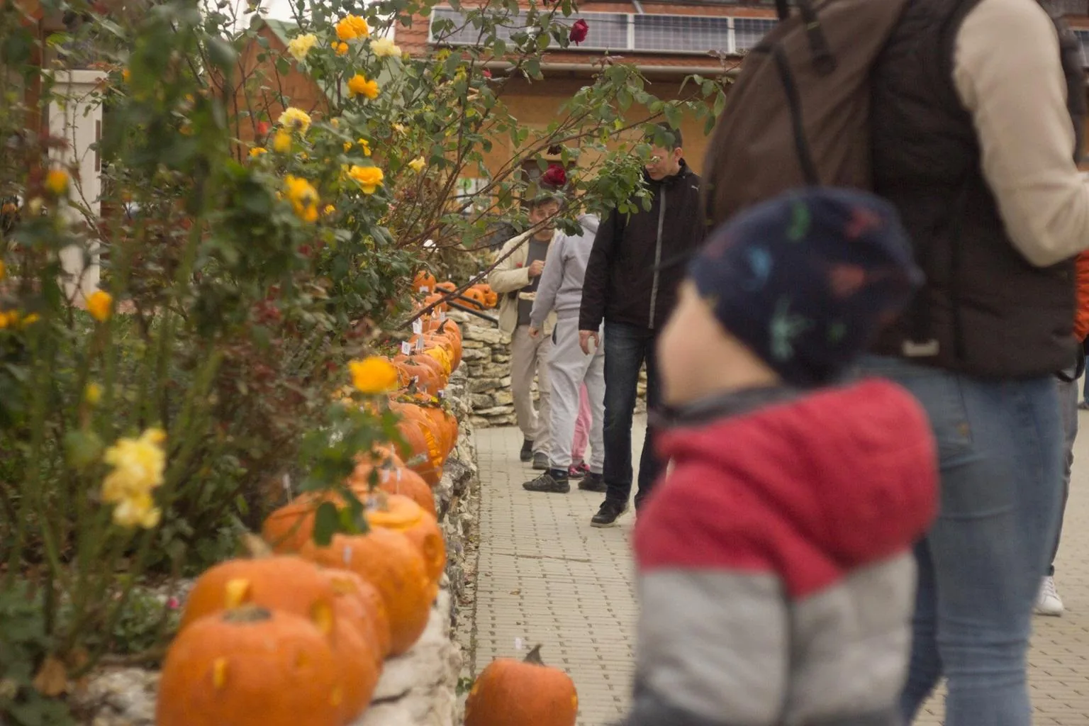 Tökfesztivál 2018. Képek: Babai Lalinda