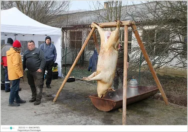 VIII. Bakonybéli Hagyományőrző Falusi Disznóvágás
