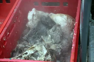 6. Falusi disznóvágás / Fotók: Útirány.hu