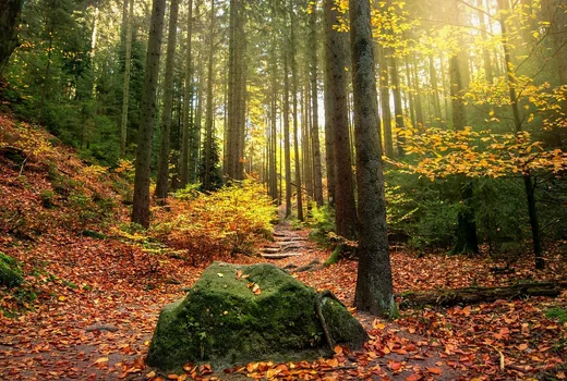 'Újabb eltűntek, akik rendőrök segítségével találtak haza' cikk borítóképe