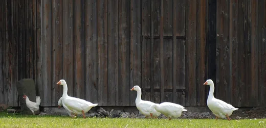 'Márton Nap Fenyőfőn' cikk borítóképe