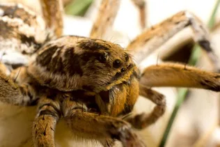 Kilenc furcsa külsejű állat, amivel Magyarországon is találkozhatsz borítóképe