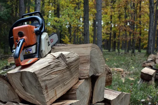 'Felhívás veszélyes fák kitermelése' cikk borítóképe