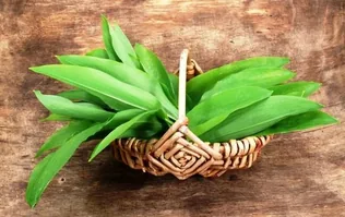 10. Medvehagymás napok! borítóképe