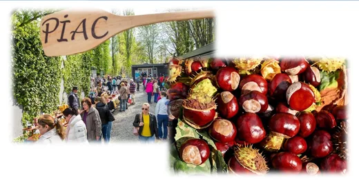 'Kirándulás a Liliompiacra és a Gesztenye Fesztiválra' cikk borítóképe