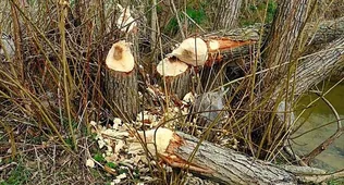 Munkálkodnak a hódok borítóképe