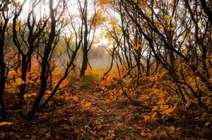 Fotó: Pesty Márton