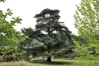 Az örökzöld már nem zöld többé borítóképe