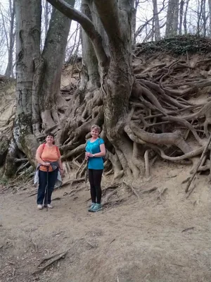 Fotók, Vadon Vándorai 