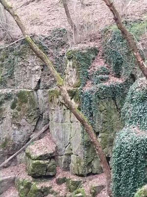 Fotók, Vadon Vándorai 