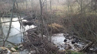 Hódok munkássága Porván