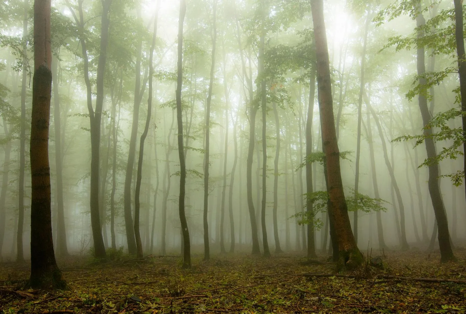 Fotó: Pesty Márton