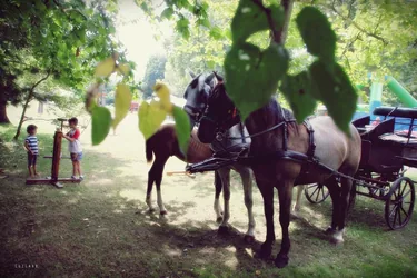 Nyárbúcsúztató főzőverseny, Fotó: LuiLand 