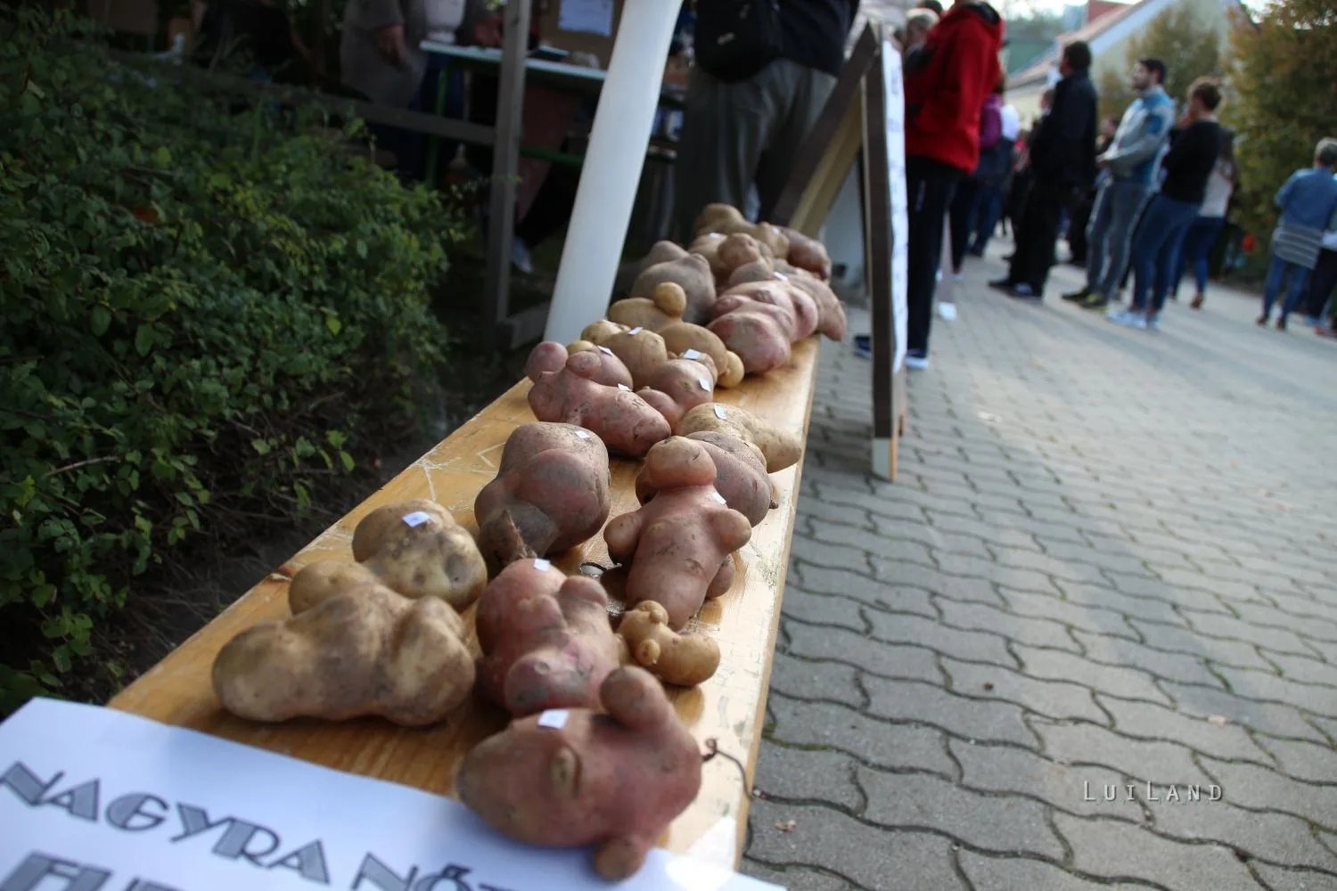 Kora délután, fotók: BakonyiHírek