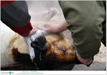 Képek a rendezvényről