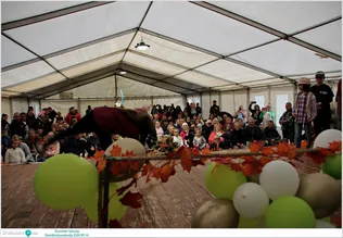 Szüretelő falunap Szentkirályszabadja borítóképe