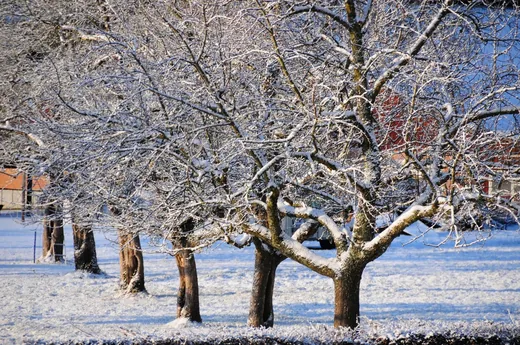 'Ha nem lesz hó és hideg januárban, ismét bajba kerülhet a mezőgazdaság' cikk borítóképe