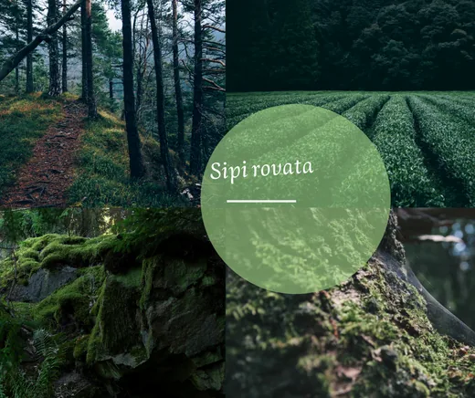 'Sipi rovata' cikk borítóképe