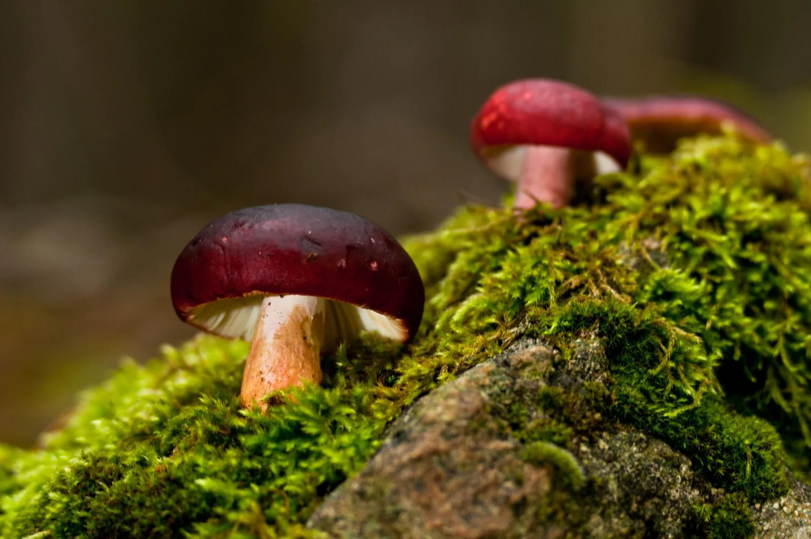 Fotó: Pesty Márton