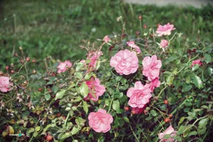 Szentmise után körséta az arborétumban. Fotók: Útirány.hu