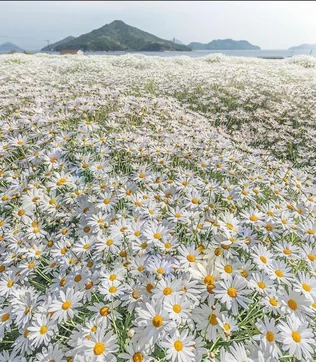 A margarétáról szólva! borítóképe