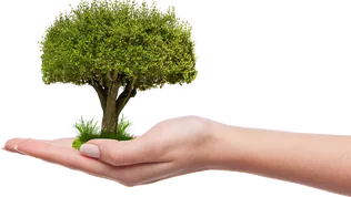 Faültetés borítóképe