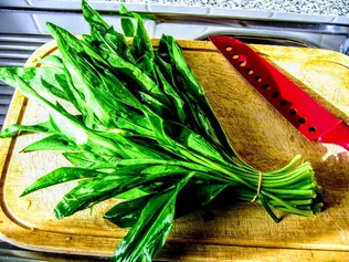 Virágzik a medvehagyma borítóképe