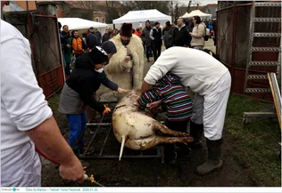  Öskü és Martos – Testvér Toros Fesztivál borítóképe