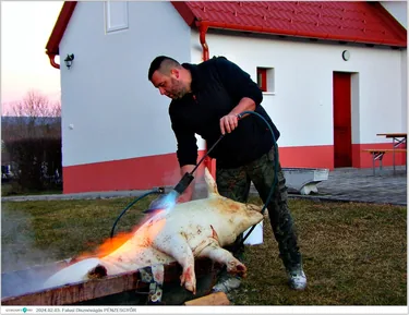 Falusi Disznóvágás