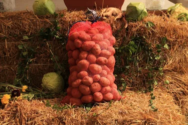 XIV. Bakonyi Krumpliszüreti és Művészeti Fesztivál 2016