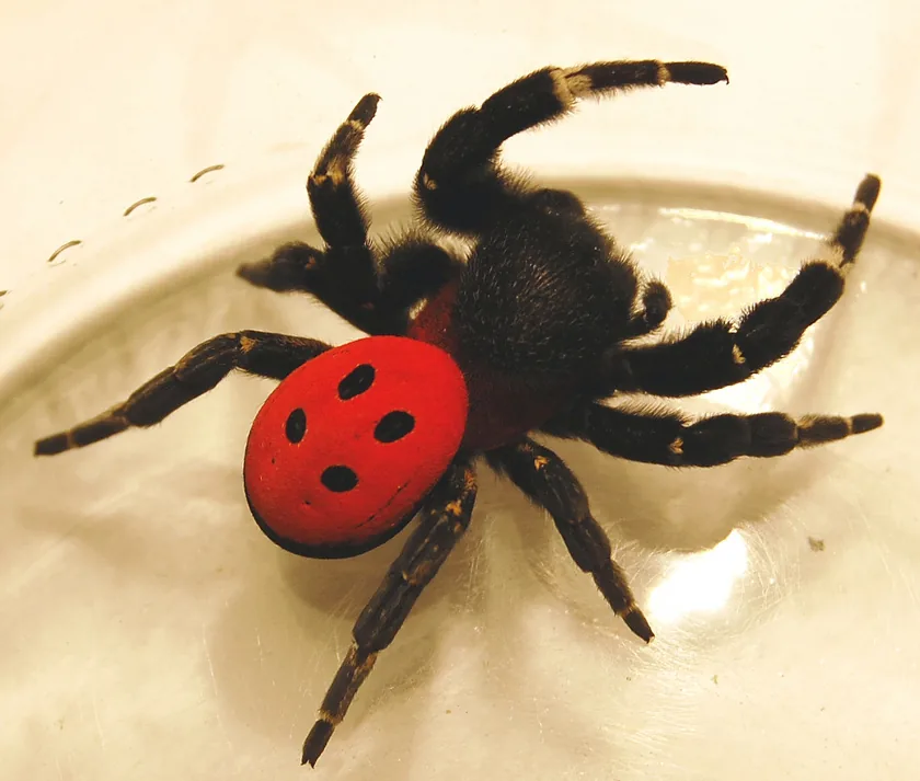 A bikapók a sztyepprétek és sziklagyepek lakója, Magyarországon a Sas-hegyen is él, jellemzően üregekben. A hím potroha látványos, élénkpiros, nevét arról kapta, hogy veszély esetén a fejét úgy szegi le, mint egy bika, a potrohát pedig megemeli. Eszmei értéke 5 ezer forint.