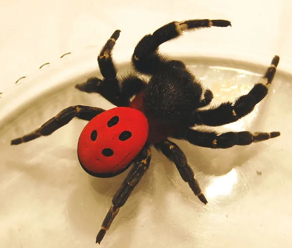 A bikapók a sztyepprétek és sziklagyepek lakója, Magyarországon a Sas-hegyen is él, jellemzően üregekben. A hím potroha látványos, élénkpiros, nevét arról kapta, hogy veszély esetén a fejét úgy szegi le, mint egy bika, a potrohát pedig megemeli. Eszmei értéke 5 ezer forint.