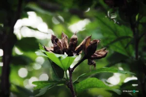 Pincefesztivál 2019 / Fotók: Útirány.hu