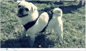 Sportnap 2020 Képek