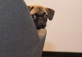 Kutya és macska ivartalanítás borítóképe