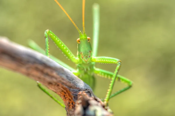 A mókás kinézetű fűrészeslábú szöcske Magyarország legnagyobb szöcskefaja - akár 10 centiméter is lehet -, a sztyepprétek jégkorszaki maradványfaja. Ritka, alkonyatkor mozog, az eszmei értéke pedig 50 ezer forint.