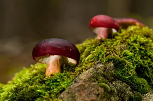 Fotó: Pesty Márton